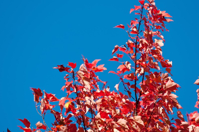 DSC02140p.jpg