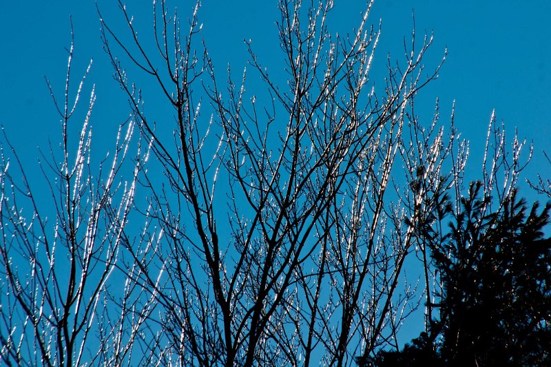 DSC02411b.jpg