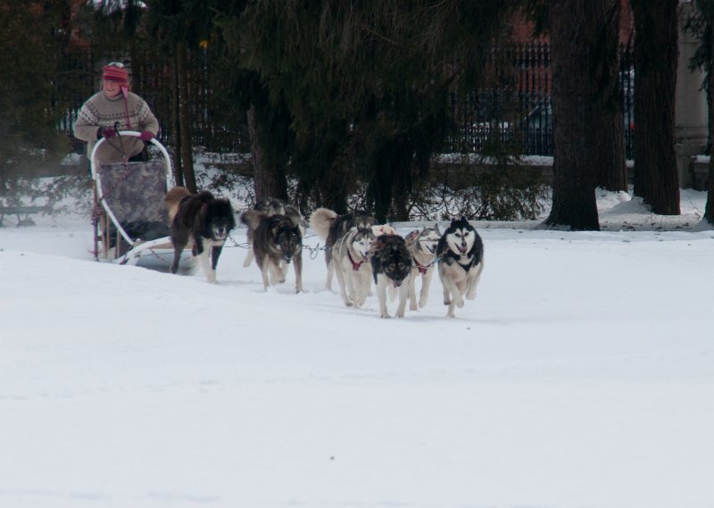 DSC02508b.jpg - Dog Sledding