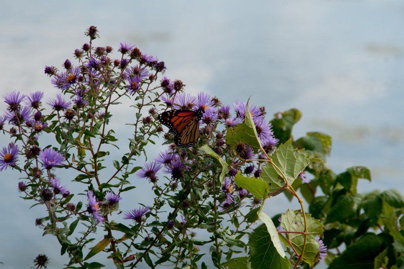 DSC05366.jpg