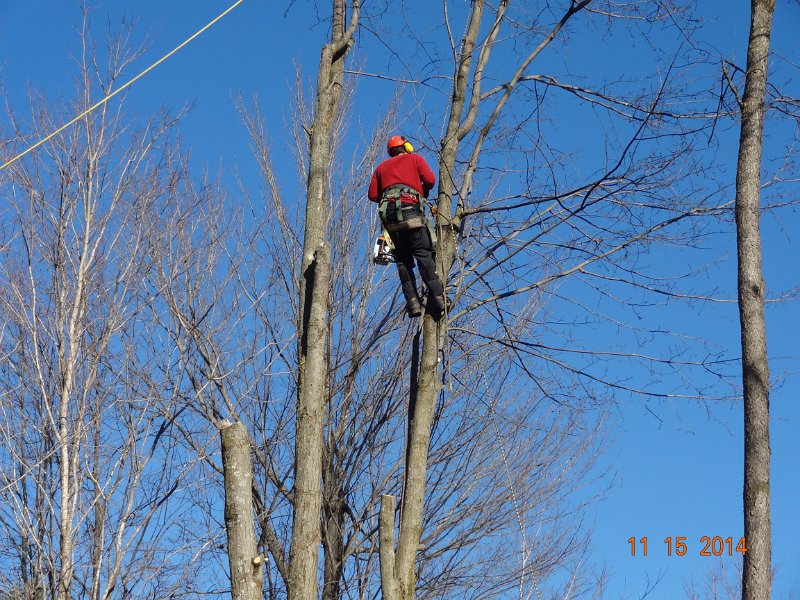 DSC03500.jpg - Bomen zagen dag